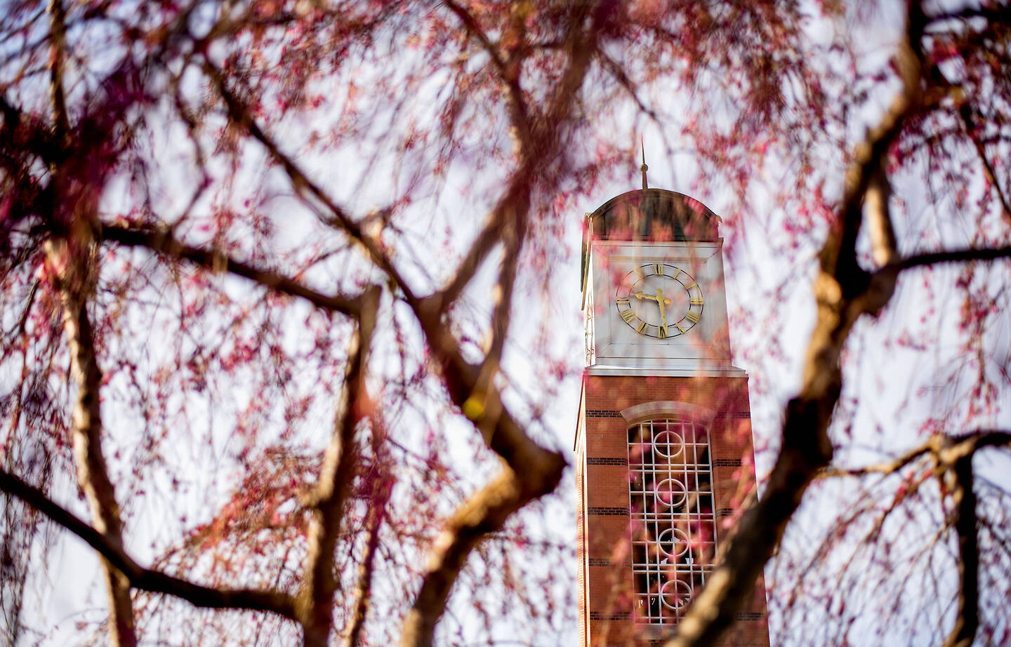 A clock tower viewed through the branches of a tree with pink blossoms.